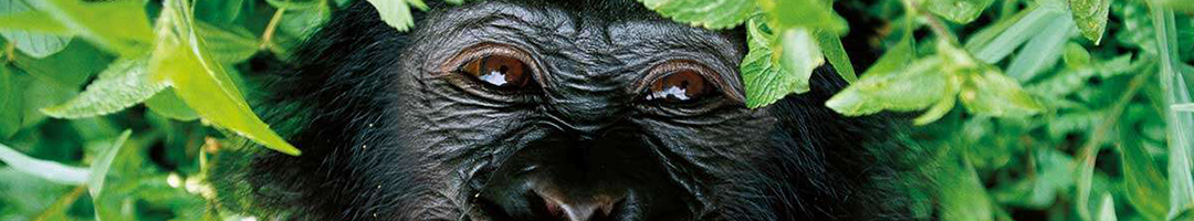 Association "Le Monde des Bonobos" - Faire un don